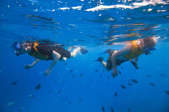 Waikiki, Hawaii: Deluxe Snorkel and Wildlife Cruise - What this Waikiki cruise is really like