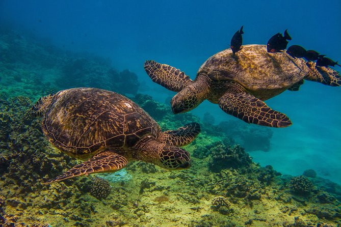 Waikiki, Hawaii: Turtle Canyon Snorkel Excursion - What happens at Living Ocean Tours
