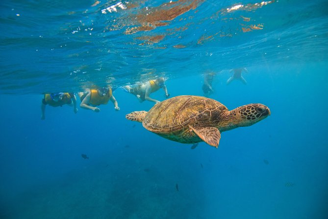 Waikiki, Hawaii: Turtle Canyon Snorkel Excursion - The pre-swim lesson makes a difference