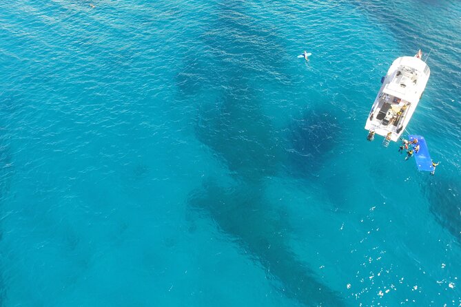Waikiki, Hawaii: Turtle Canyon Snorkel Excursion - What you may see at Turtle Canyon