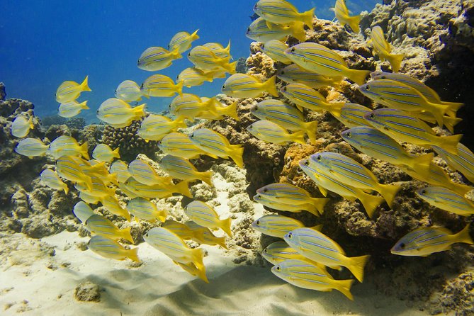 Waikiki, Hawaii: Turtle Canyon Snorkel Excursion - Crowds and water clarity are the real drawbacks