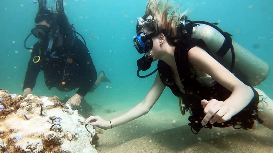 Waikiki: Honolulu Beginner Scuba Diving with Videos - A gentle first step into scuba