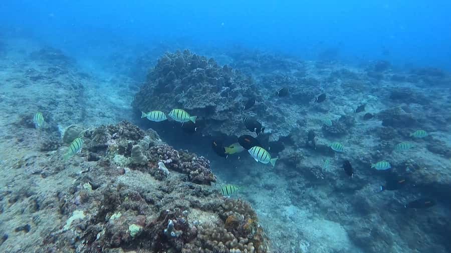 Waikiki: Honolulu Beginner Scuba Diving with Videos - Moving from practice to the reef