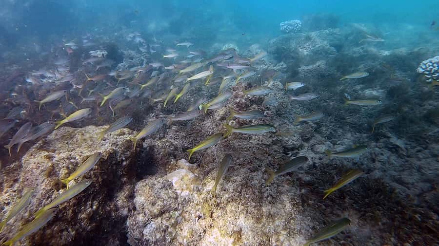 Waikiki: Honolulu Beginner Scuba Diving with Videos - What the $79 price really covers