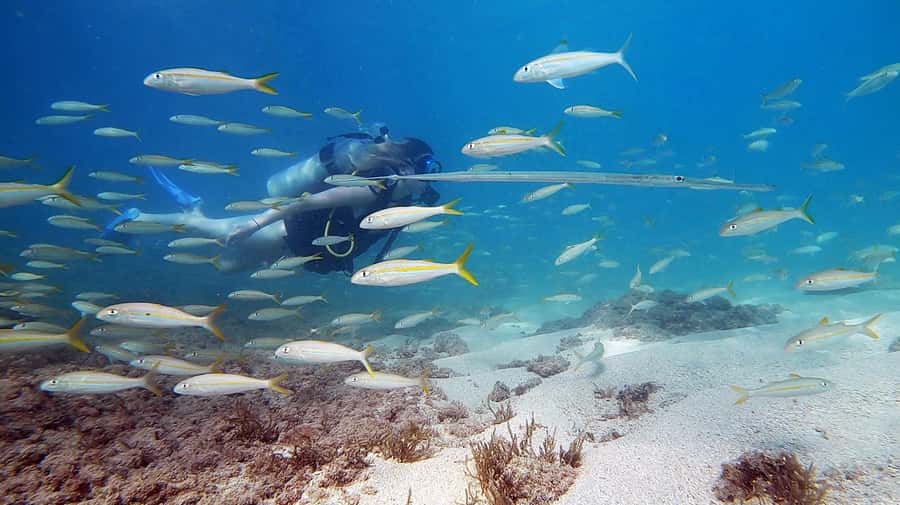 Waikiki: Honolulu Beginner Scuba Diving with Videos - Starting in three feet of water