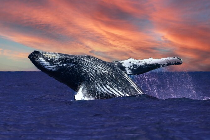 Waikiki, Oahu 2-Hour Whale Watching: Guaranteed Sightings - Key points to know before you book