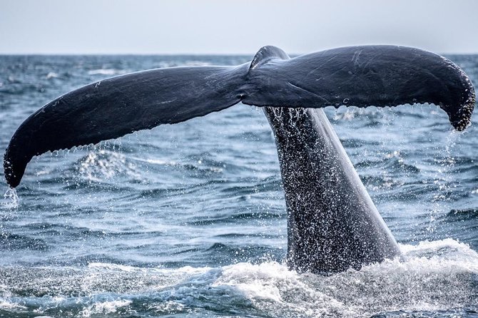 Waikiki, Oahu 2-Hour Whale Watching: Guaranteed Sightings - Leaving from Pink Sails Waikiki