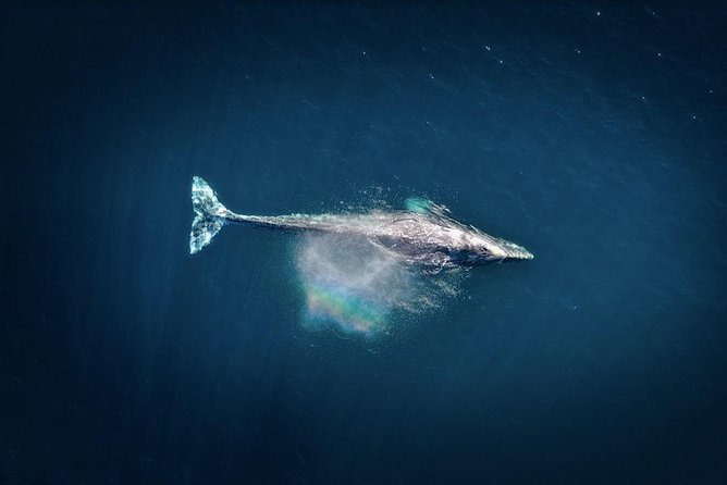 Waikiki, Oahu 2-Hour Whale Watching: Guaranteed Sightings - The boat, the views, and the ride