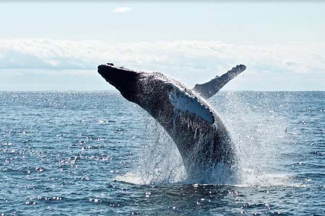Waikiki, Oahu 2-Hour Whale Watching: Guaranteed Sightings - How the crew affects the experience