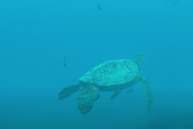 Waikiki Snorkel Tour - Booking Timing and Cancellation Practicalities