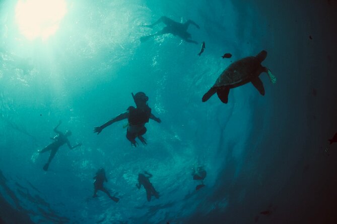 Waikiki Snorkel Tour - Fish, Coral, and Other Sea Life