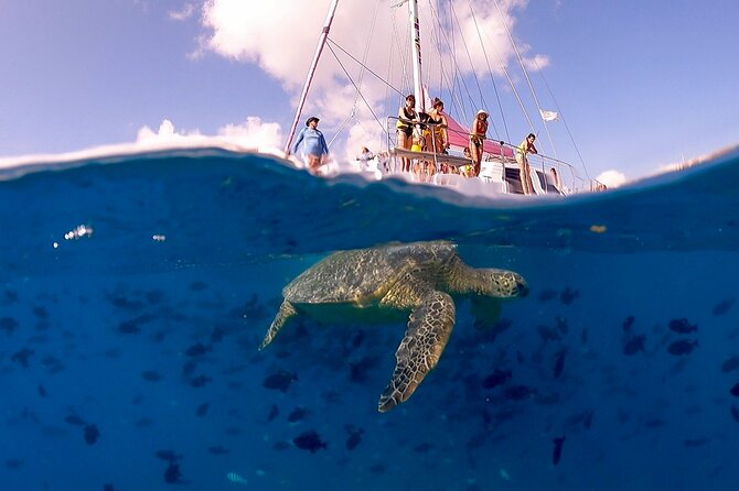 Waikiki: Turtle Canyon Snorkel - Reaching Turtle Canyon in 10 to 15 minutes