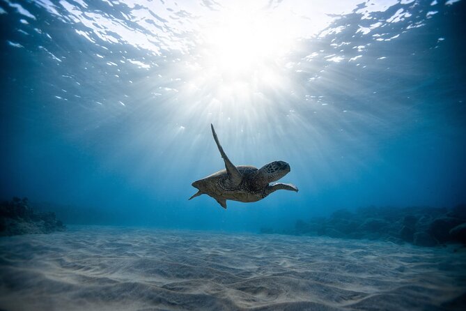 Waikiki: Turtle Canyon Snorkel - The crew makes the biggest difference