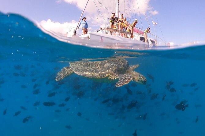 Waikiki: Turtle Canyon Snorkel - How crowded conditions affect the visit