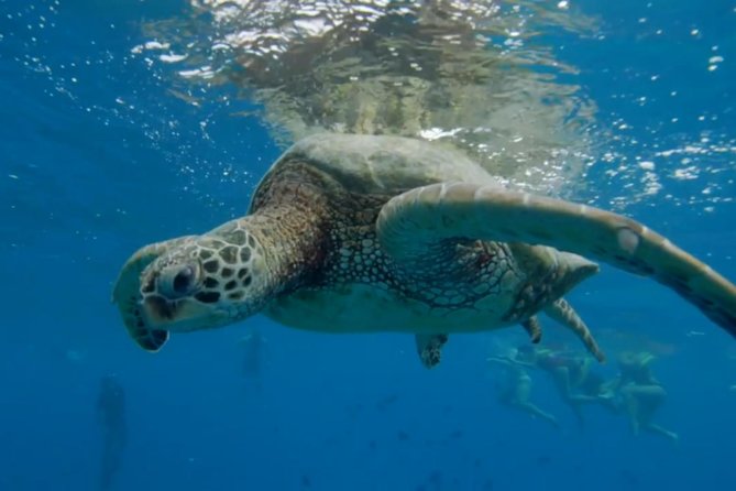 Waikiki: Turtle Canyon Snorkel - How much value you get for $68.60