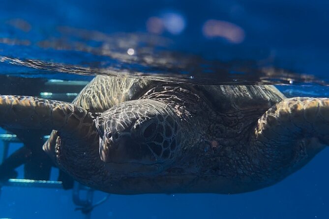Waikiki Turtle Canyon Snorkel: Turtles Guaranteed - The animals you might see beyond the turtles