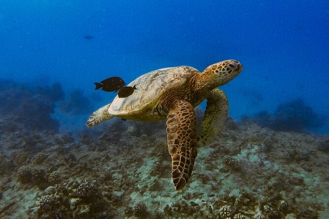 Waikiki Turtle Canyon Snorkel: Turtles Guaranteed - The crowd factor at Turtle Canyon