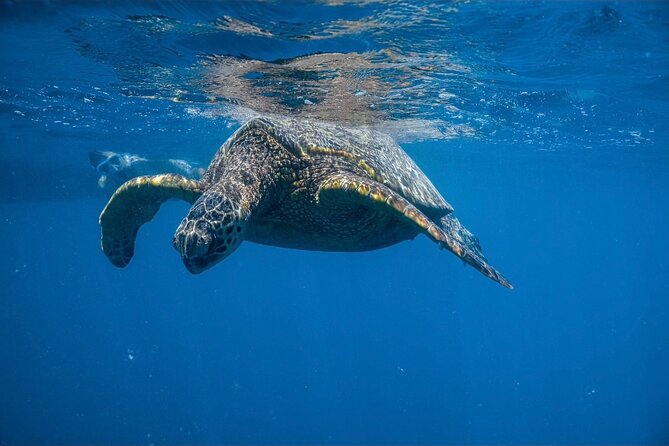 Waikiki Turtle Canyon Snorkel: Turtles Guaranteed - What the 45 to 50 minutes in the water feels like