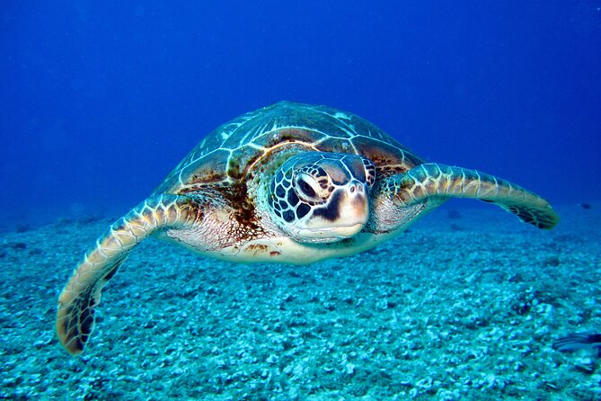 Waikiki: Turtle Canyon Snorkel - What happens during the 30 to 45 minutes in the water