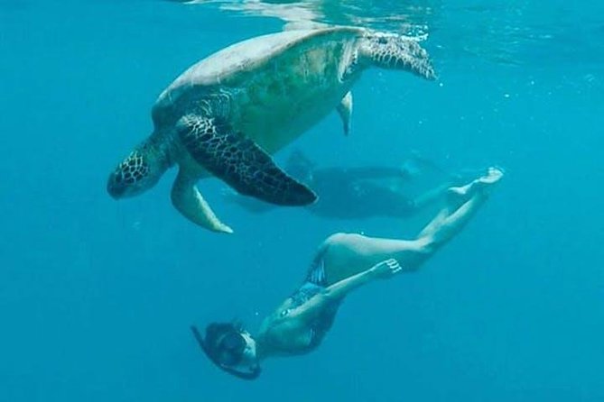Waikiki Turtle Snorkel and Sail on Hawea Catamaran - What makes Turtle Canyon special