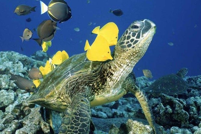 Waikiki Turtle Snorkel and Sail on Hawea Catamaran - Getting into the water and watching the turtles