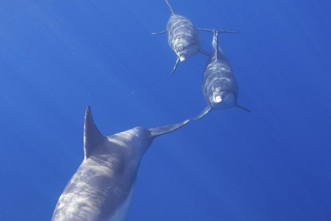 West Oahu Dolphin Watch and Snorkel Sail with Lunch - A morning on Oahu’s wild west coast