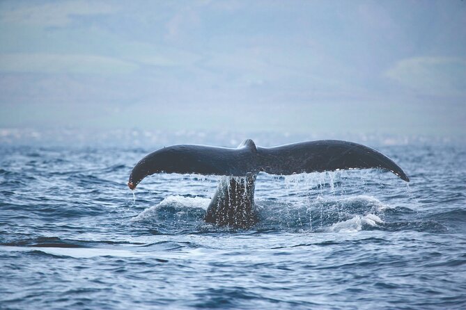 West Oahu Dolphin Watch and Snorkel Sail with Lunch - What $125.95 buys you