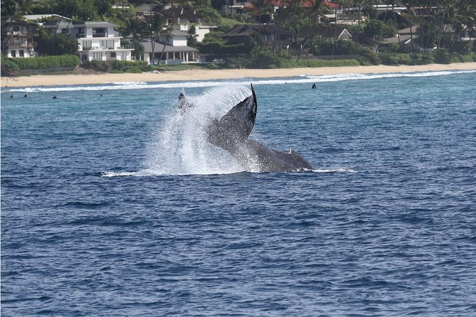 Whale Watch Cruise Aboard The Majestic - Leaving Pier 6 for Maunalua Bay