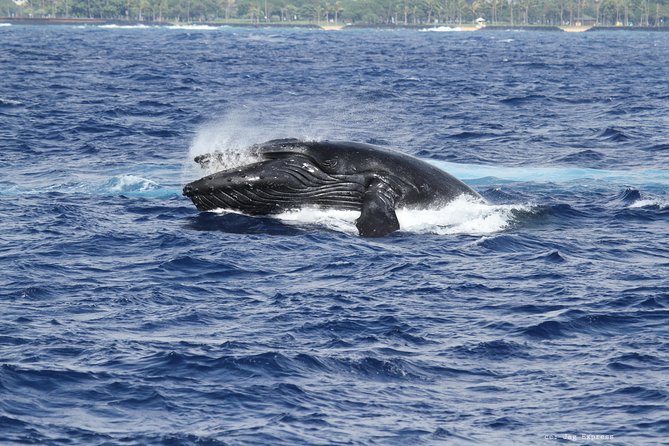 Whale Watch Cruise Aboard The Majestic - Turtles, dolphins, and the rest of the bay