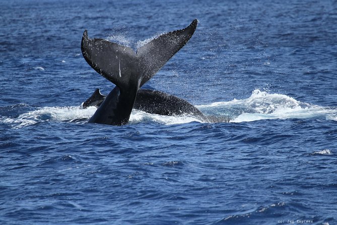 Whale Watch Cruise Aboard The Majestic - What the cruise is really worth at $85.09