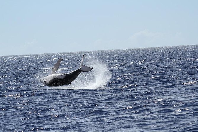 Whale Watch Cruise Aboard The Majestic - Weather, rough seas, and the wildlife gamble