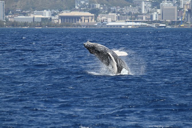 Whale Watch Cruise Aboard The Majestic - When to book and who should go