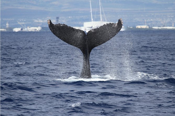 Whale Watch Cruise Aboard The Majestic - Diamond Head and Waikiki from the water
