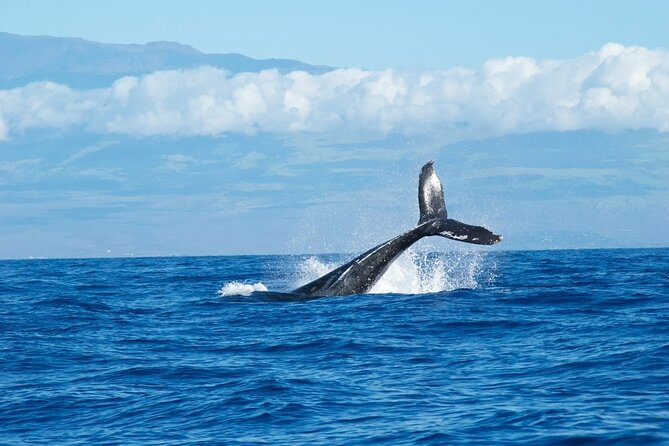 Whale Watching Cruise in Honolulu - What this $45 cruise is really offering