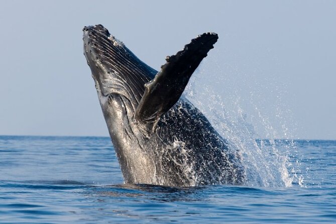 Whale Watching Cruise in Honolulu - Finding humpback whales in Hawaiian waters