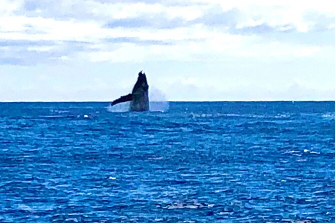 Whale Watching Cruise in Honolulu - Crew service and the food question
