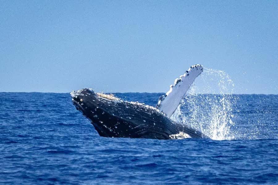 Whale Watching Cruise in Waikiki Oahu - SEE THE HUMPBACKS! - Key points at a glance