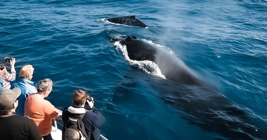 Whale Watching Cruise in Waikiki Oahu - SEE THE HUMPBACKS! - Why this Waikiki whale cruise is worth considering
