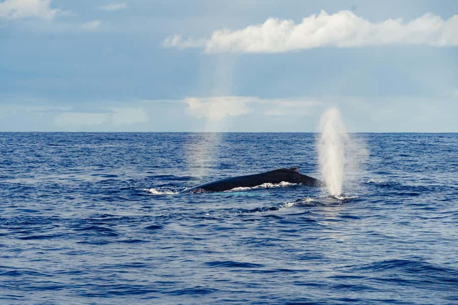 Whale Watching Cruise in Waikiki Oahu - SEE THE HUMPBACKS! - What the 150-minute route feels like