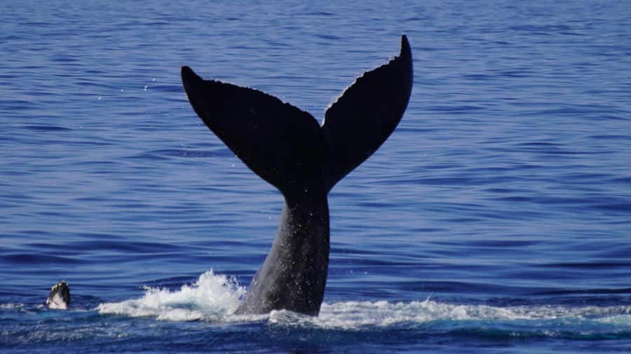 Whale Watching Cruise in Waikiki Oahu - SEE THE HUMPBACKS! - Crew guidance and onboard comfort