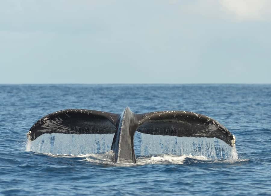Whale Watching Cruise in Waikiki Oahu - SEE THE HUMPBACKS! - Is the $80 price fair?