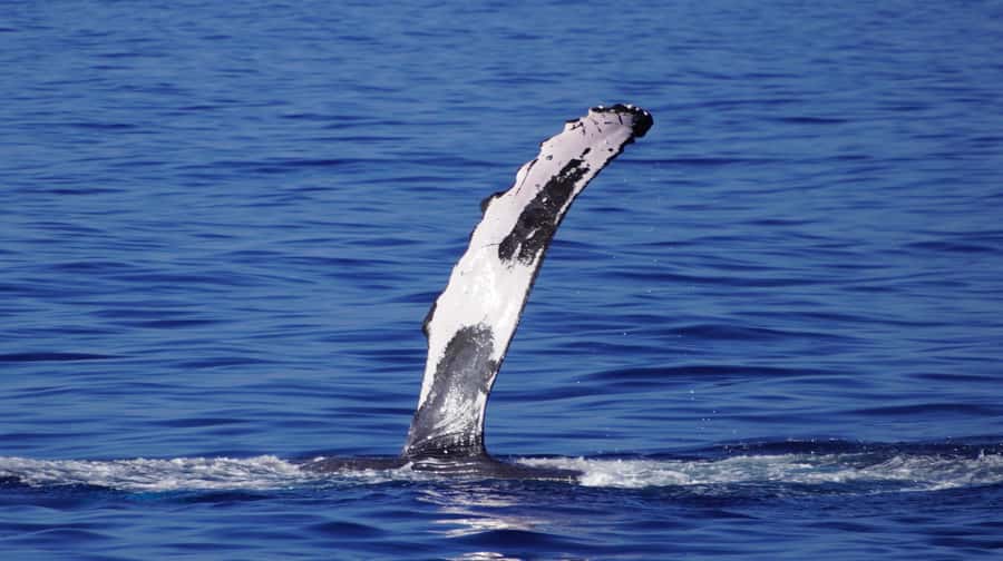 Whale Watching Cruise in Waikiki Oahu - SEE THE HUMPBACKS! - Booking and practical details