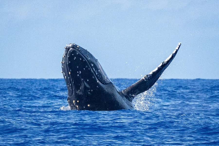 Whale Watching Cruise in Waikiki Oahu - SEE THE HUMPBACKS! - Starting at Kewalo Basin Harbor slip F-16