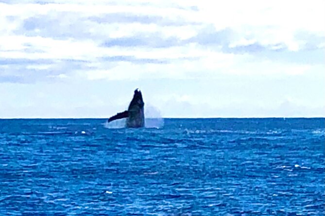 Whale Watching & Late Breakfast Cruise in Honolulu - Whale watching when nature sets the schedule