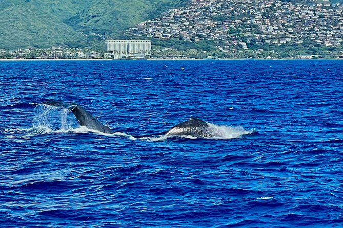 Whale Watching & Late Breakfast Cruise in Honolulu - Dolphins, turtles, and the views from Waikiki