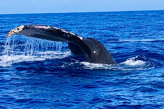 Whale Watching & Late Breakfast Cruise in Honolulu - How the value works