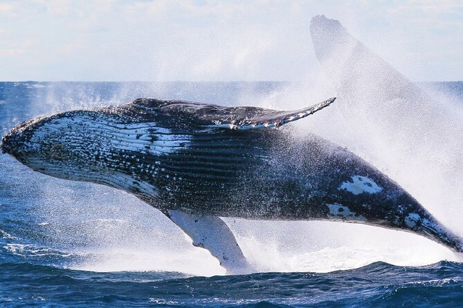 Whale Watching & Late Breakfast Cruise in Honolulu - Who should book this Honolulu cruise?