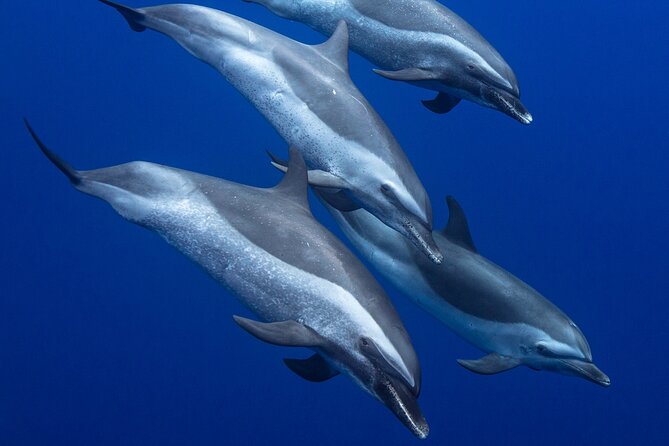 Wild Dolphin Watching and Snorkel Safari Off West Coast of Oahu - Why the small boat changes the west Oahu experience