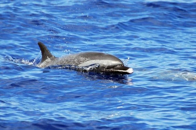 Wild Dolphin Watching and Snorkel Safari Off West Coast of Oahu - Snorkeling with turtles, reef fish, and tropical water life