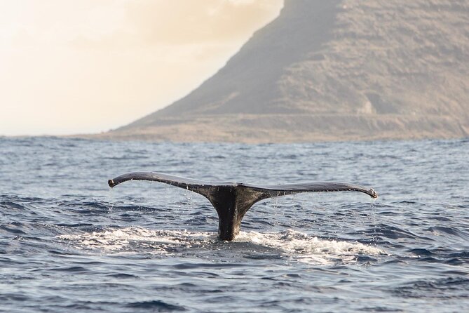 Wild Dolphin Watching and Snorkel Safari Off West Coast of Oahu - Lunch, drinks, and what to bring